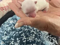 Junior jack, a male Maltese for sale in Loogootee, IN – Photo 2 of 8
