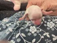 Junior jack, a male Maltese for sale in Loogootee, IN – Photo 8 of 8