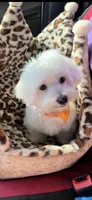 Male, a male Maltese for sale in Loogootee, IN – 6 of 6