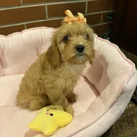 Brie, a female Cavapoo for sale in Loogootee, IN – Photo 4 of 7