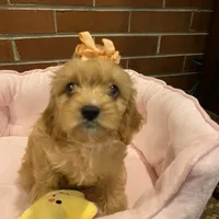 Brie, a female Cavapoo for sale in Loogootee, IN – Photo 5 of 7