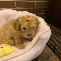 Brie, a female Cavapoo for sale in Loogootee, IN – Photo 2 of 7