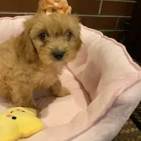 Brie, a female Cavapoo for sale in Loogootee, IN – Photo 7 of 7