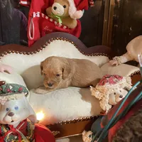 Brie, a female Cavapoo for sale in Loogootee, IN – Photo 3 of 7