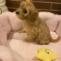 Brie, a female Cavapoo for sale in Loogootee, IN – Photo 6 of 7