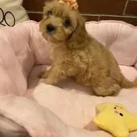 Brie, a female Cavapoo for sale in Loogootee, IN – Photo 1 of 7