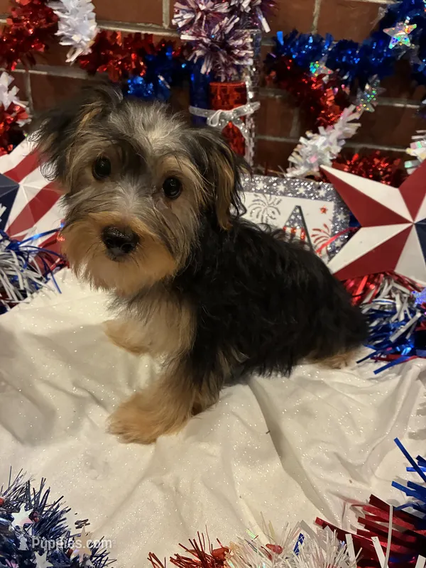 Jinx – Morkie puppy for sale in Loogootee, IN