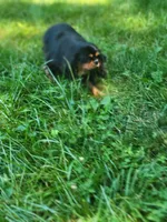 Cleo, a female Cavalier King Charles Spaniel for sale in Loogootee, IN – Photo 5 of 6