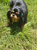Cleo, a female Cavalier King Charles Spaniel for sale in Loogootee, IN – Photo 4 of 6