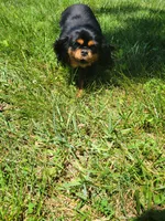 Cleo, a female Cavalier King Charles Spaniel for sale in Loogootee, IN – Photo 3 of 6