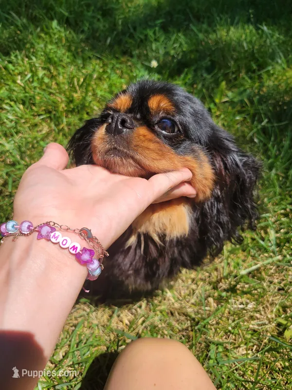 Cleo, a female Cavalier King Charles Spaniel for sale in Loogootee, IN – Photo 1 of 6