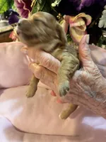 Minnie, a female Cavachon for sale in Jasper, IN – 10 of 10
