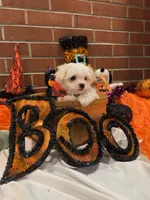 Boy1, a male Maltese for sale in Jasper, IN – 8 of 8