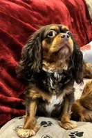 Brown Sugar, a female Cavalier King Charles Spaniel for sale in Loogootee, IN – 5 of 9
