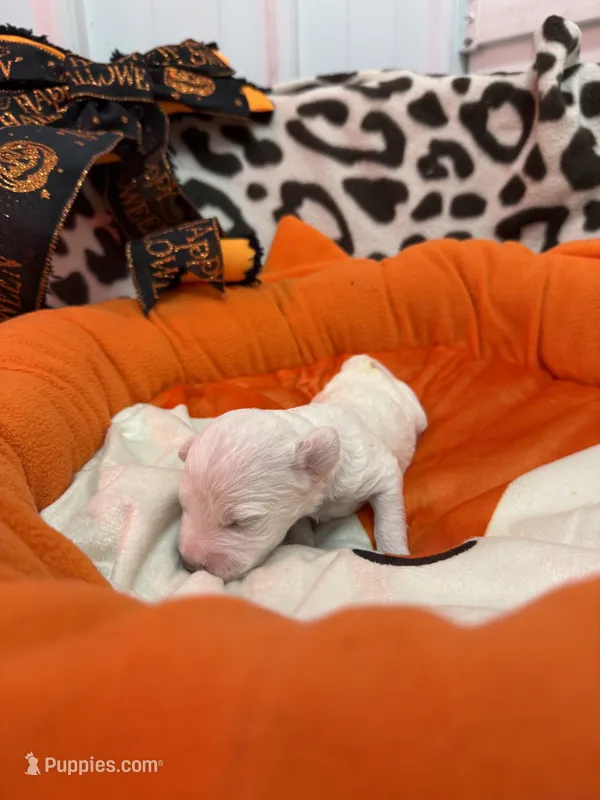 Males  – Bichon Frise puppy for sale in Jasper, IN