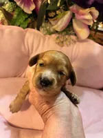 Minnie, a female Cavachon for sale in Jasper, IN – 6 of 10