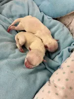 Boy1, a male Maltese for sale in Jasper, IN – 4 of 6