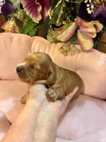 Minnie, a female Cavachon for sale in Jasper, IN – 3 of 10