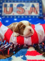 Prince, a male Cavalier King Charles Spaniel for sale in Loogootee, IN – Photo 3 of 5