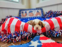 Prince, a male Cavalier King Charles Spaniel for sale in Loogootee, IN – Photo 1 of 5
