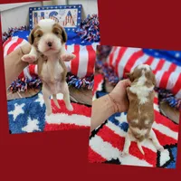 Prince, a male Cavalier King Charles Spaniel for sale in Loogootee, IN – Photo 5 of 5