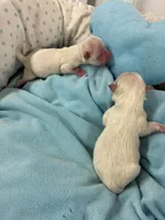Boy1, a male Maltese for sale in Jasper, IN – 3 of 6