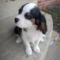 Finn, a male Cavalier King Charles Spaniel for sale in Loogootee, IN – Photo 4 of 4