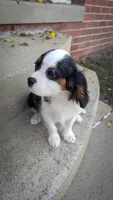 Finn, a male Cavalier King Charles Spaniel for sale in Loogootee, IN – Photo 4 of 4