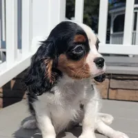 Finn, a male Cavalier King Charles Spaniel for sale in Loogootee, IN – Photo 1 of 4