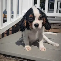 Finn, a male Cavalier King Charles Spaniel for sale in Loogootee, IN – Photo 3 of 4