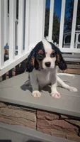 Finn, a male Cavalier King Charles Spaniel for sale in Loogootee, IN – Photo 3 of 4