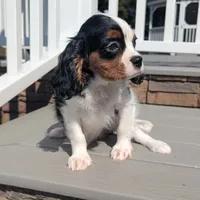 Finn, a male Cavalier King Charles Spaniel for sale in Loogootee, IN – Photo 2 of 4