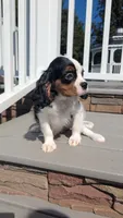 Finn, a male Cavalier King Charles Spaniel for sale in Loogootee, IN – Photo 2 of 4