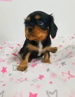 Skyla, a female Cavalier King Charles Spaniel for sale in Loogootee, IN – Photo 2 of 2