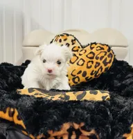 Boy 2, a male Maltese for sale in Jasper, IN – 2 of 6