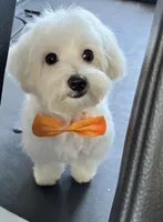 Male, a male Maltese for sale in Loogootee, IN – 1 of 6