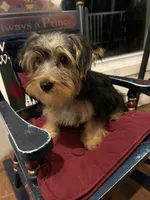 Jinx, a male Morkie for sale in Loogootee, IN – 3 of 9