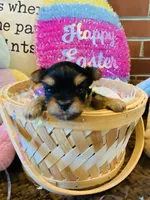 Little Bo, a male Morkie for sale in Loogootee, IN – 6 of 10