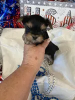 Little Bo, a male Morkie for sale in Loogootee, IN – 2 of 10
