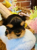 Little Bo, a male Morkie for sale in Loogootee, IN – 3 of 10