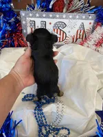 Little Bo, a male Morkie for sale in Loogootee, IN – 4 of 10