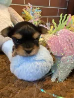 Little Bo, a male Morkie for sale in Loogootee, IN – 10 of 10