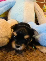 Little Bo, a male Morkie for sale in Loogootee, IN – 7 of 10