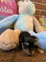 Little Bo, a male Morkie for sale in Loogootee, IN – 9 of 10