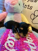Little Bo, a male Morkie for sale in Loogootee, IN – 8 of 10