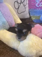 Little Bo, a male Morkie for sale in Loogootee, IN – 5 of 10