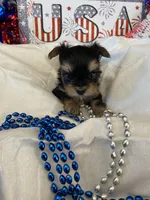 Little Bo, a male Morkie for sale in Loogootee, IN – 1 of 10