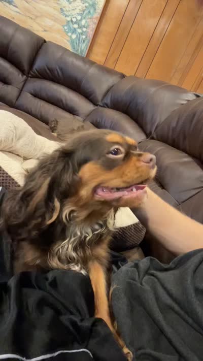 Brown Sugar, a female Cavalier King Charles Spaniel for sale in Loogootee, IN – 9 of 9