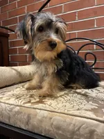 Jinx, a male Morkie for sale in Loogootee, IN – 6 of 9