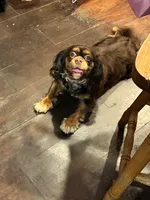 Brown Sugar, a female Cavalier King Charles Spaniel for sale in Loogootee, IN – 6 of 9
